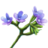 Bugloss