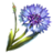 Corn Flower