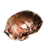 Mudcrab Chitin