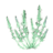 Wormwood