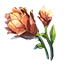 Online:Mountain_Flower